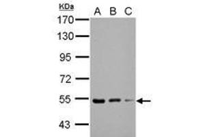 Image no. 2 for anti-Kelch Repeat and BTB (POZ) Domain Containing 4 (KBTBD4) (AA 287-518) antibody (ABIN1501896) (KBTBD4 抗体  (AA 287-518))