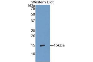 Western blot analysis of recombinant Mouse IP10. (CXCL10 抗体  (AA 22-98))