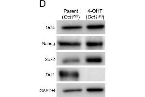 Western Blotting (WB) image for anti-Nanog Homeobox (NANOG) antibody (ABIN2854880)