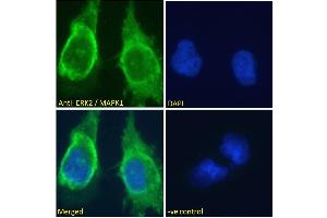 ABIN185327 Immunofluorescence analysis of paraformaldehyde fixed U251 cells, permeabilized with 0. (ERK2 抗体  (AA 9-19))
