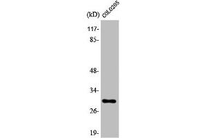 Western Blot analysis of COLO205 cells using 14-3-3 ζ Polyclonal Antibody (14-3-3 zeta 抗体)