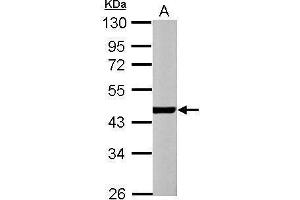 WB Image Sample (30 ug of whole cell lysate) A: NIH-3T3 10% SDS PAGE antibody diluted at 1:1000 (ACTC1 抗体)