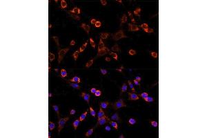 Immunofluorescence (IF) image for anti-Occludin (OCLN) (AA 263-522) antibody (ABIN6144996)