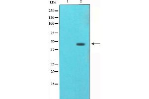 Western blot analysis of AGER（RAGE） expression in HUVEC whole cell lysate. (RAGE 抗体  (Internal Region))