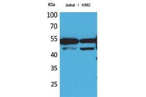 Western Blotting (WB) image for anti-HNF4 alpha/gamma (Ser483) antibody (ABIN3178356) (HNF4 alpha/gamma 抗体  (Ser483))