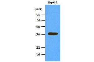 Western blot analysis: Cell lysates of HepG2 (45ug) were resolved by SDS-PAGE, transferred to NC membrane and probed with anti-human PPP1CA (1:1000).