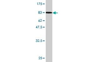 Western Blot detection against Immunogen (96. (HSPA2 抗体  (AA 1-639))