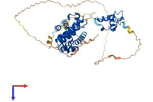 Retinoid X Receptor alpha Protein (AA 1-467) (His tag)