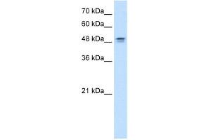 WB Suggested Anti-DHODH Antibody Titration:  0. (DHODH 抗体  (N-Term))
