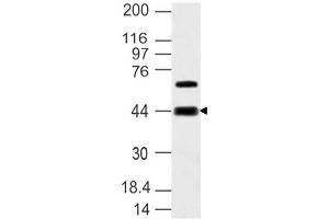 Image no. 1 for anti-Sphingosine-1-Phosphate Receptor 3 (S1PR3) (AA 80-350) antibody (ABIN5027517) (S1PR3 抗体  (AA 80-350))