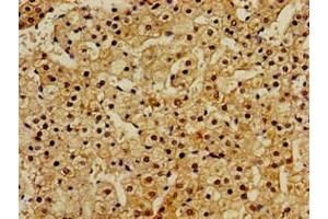 Immunohistochemistry of paraffin-embedded human adrenal gland tissue using ABIN7167122 at dilution of 1:100 (RASSF1 抗体  (AA 23-145))