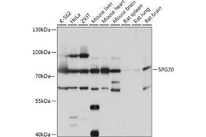 Western blot analysis of extracts of various cell lines, using SPG20 antibody (ABIN7270513) at 1:1000 dilution. (SPG20 抗体  (AA 1-350))