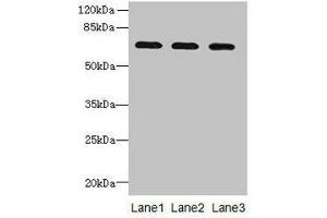 Western blot All lanes: SCARA3 antibody at 0. (SCARA3 抗体  (AA 201-466))