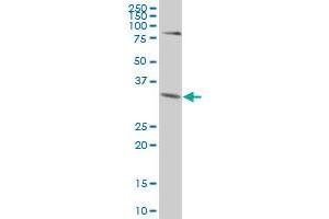 ZNF346 MaxPab polyclonal antibody. (ZNF346 抗体  (AA 1-294))