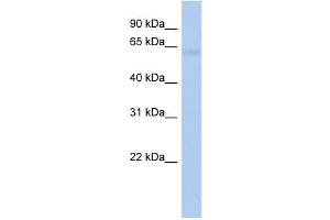 WB Suggested Anti-ODF2L Antibody Titration: 0. (ODF2L 抗体  (N-Term))
