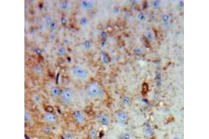 Used in DAB staining on fromalin fixed paraffin-embedded Brain tissue (RNLS 抗体  (AA 18-150))
