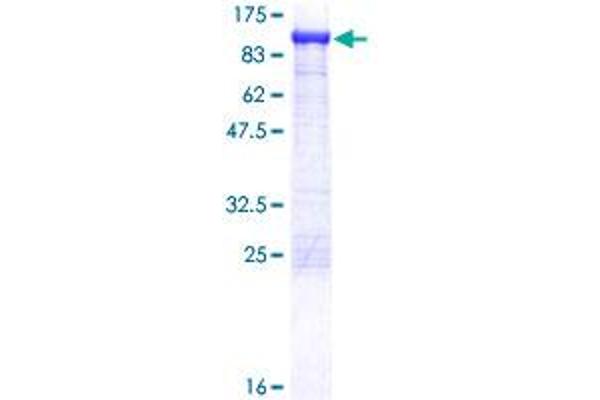 ACO2 Protein (AA 1-780) (GST tag)