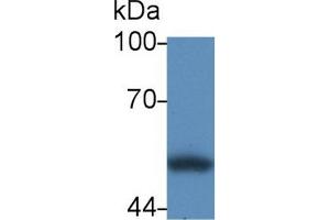 Western Blot; Sample: Human HL60 cell lysate; Primary Ab: 2µg/mL Rabbit Anti-Human CRT Antibody Second Ab: 0. (Calreticulin 抗体  (AA 18-193))