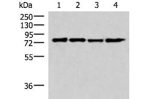 Western blot analysis of 293T cell lysates using AKAP17A Polyclonal Antibody at dilution of 1:650 (SFRS17A 抗体)