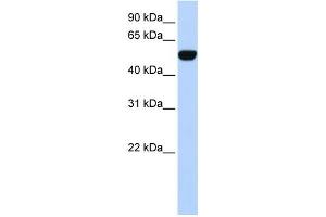 Western Blotting (WB) image for anti-BTB (POZ) Domain Containing 10 (BTBD10) antibody (ABIN2458142) (BTBD10 抗体)