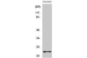 Western Blotting (WB) image for anti-Ras Homolog Family Member D (RHOD) (Internal Region) antibody (ABIN3177212) (RHOD 抗体  (Internal Region))