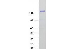 Validation with Western Blot (TMEM132A Protein (Transcript Variant 1) (Myc-DYKDDDDK Tag))