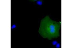 Image no. 1 for anti-RAB17, Member RAS Oncogene Family (RAB17) antibody (ABIN1500538) (RAB17 抗体)