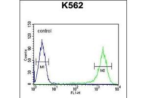 GAGE7 Antibody (C-term) (ABIN653712 and ABIN2843026) flow cytometric analysis of K562 cells (right histogram) compared to a negative control cell (left histogram). (G Antigen 7 抗体  (C-Term))