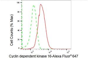 Flow cytometric analysis of Cyclin dependent kinase 16 expression in HepG2 cells using Cyclin dependent kinase 16 antibody (ABIN7798208), 1:2,000). (Recombinant CDK16 抗体)