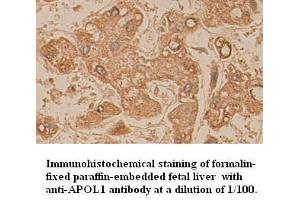 Image no. 1 for anti-Apolipoprotein L, 1 (APOL1) (AA 39-53) antibody (ABIN791085) (APOL1 抗体  (AA 39-53))