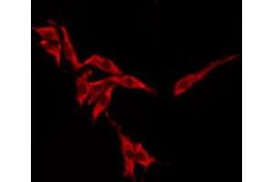 ABIN6276243 staining HeLa by IF/ICC. (OR10H1 抗体  (Internal Region))