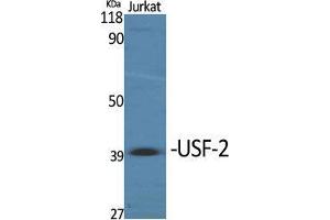 Western Blot (WB) analysis of specific cells using USF-2 Polyclonal Antibody. (USF2 抗体  (Internal Region))