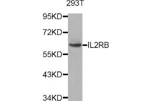Western Blotting (WB) image for anti-Interleukin 2 Receptor, beta (IL2RB) antibody (ABIN1882334) (IL2 Receptor beta 抗体)