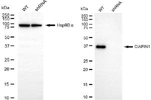 Western blotting analysis using CIAPIN1 antibody (ABIN7798261). (CIAPIN1 抗体)