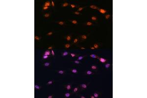 Immunofluorescence (IF) image for anti-Arachidonate 5-Lipoxygenase (ALOX5) (AA 1-300) antibody (ABIN3023073)