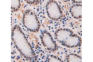 Used in DAB staining on fromalin fixed paraffin- embedded Kidney tissue (Geminin 抗体  (AA 1-209))