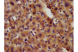 IHC image of ABIN7163609 diluted at 1:600 and staining in paraffin-embedded human liver tissue performed on a Leica BondTM system. (PAFAH1B3 抗体  (AA 103-187))
