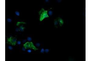 Image no. 8 for anti-Fetal and Adult Testis Expressed 1 (FATE1) antibody (ABIN1498222)