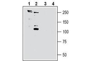 Western Blotting (WB) image for anti-Sortilin-Related Receptor, L(DLR Class) A Repeats Containing (SORL1) (AA 652-665), (Extracellular) antibody (ABIN7043770)