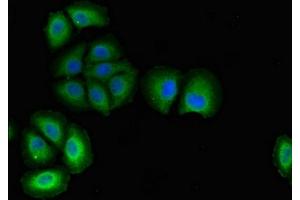 Immunofluorescent analysis of A549 cells using ABIN7163724 at dilution of 1:100 and Alexa Fluor 488-congugated AffiniPure Goat Anti-Rabbit IgG(H+L) (PODXL 抗体  (AA 32-458))