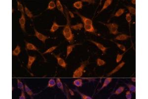 Immunofluorescence analysis of L929 cells using FBLN5 Polyclonal Antibody at dilution of 1:100 (40x lens). (Fibulin 5 抗体)