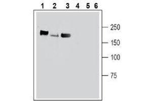 Western Blotting (WB) image for anti-Plexin C1 (PLXNC1) (AA 860-874), (Extracellular) antibody (ABIN7043439)