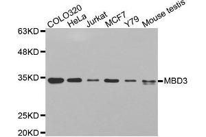 Western blot analysis of extracts of various cell lines, using MBD3 antibody. (MBD3 抗体  (AA 1-255))