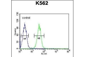 EFHC2 Antibody (N-term) (ABIN653713 and ABIN2843027) flow cytometric analysis of K562 cells (right histogram) compared to a negative control cell (left histogram). (EFHC2 抗体  (N-Term))