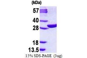 Image no. 1 for EMG1 Nucleolar Protein Homolog (EMG1) protein (His tag) (ABIN1098327)
