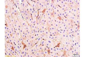 Formalin-fixed and paraffin embedded rabbit liver tissue labeled with Anti VEGF Polyclonal Antibody,Unconjugated (ABIN674829) at 1:200 followed by conjugation to the secondary antibody and DAB staining. (VEGF 抗体)