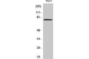 Western Blot analysis of HepG2 cells using MMP-9 Polyclonal Antibody diluted at 1:1000.