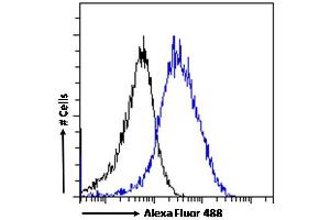 (ABIN185249) Flow cytometric analysis of paraformaldehyde fixed MCF7 cells (blue line), permeabilized with 0. (ALOX5AP 抗体  (C-Term))