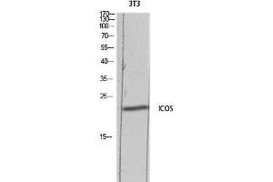 Western Blot (WB) analysis of 3T3 lysis using ICOS antibody. (ICOS 抗体)