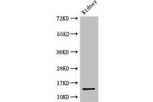 Western Blot Positive WB detected in: Mouse kidney tissue All lanes: MPC2 antibody at 3. (BRP44 抗体  (AA 1-40))